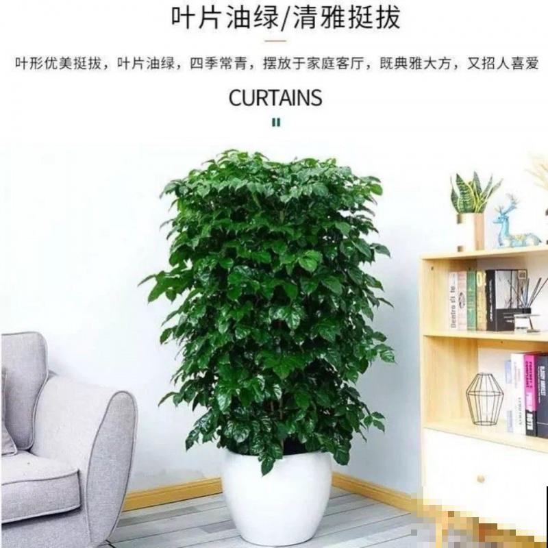 幸福树叶子长白色,通常和这3种原因相关,病害一定要注意 幸福树叶子长白色,通常和这3种原因相关,病害一定要注意