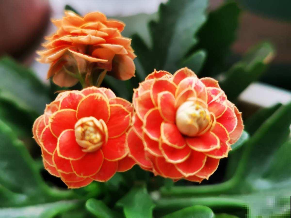 养花多养点品种，看腻了单瓣，重瓣也很好看