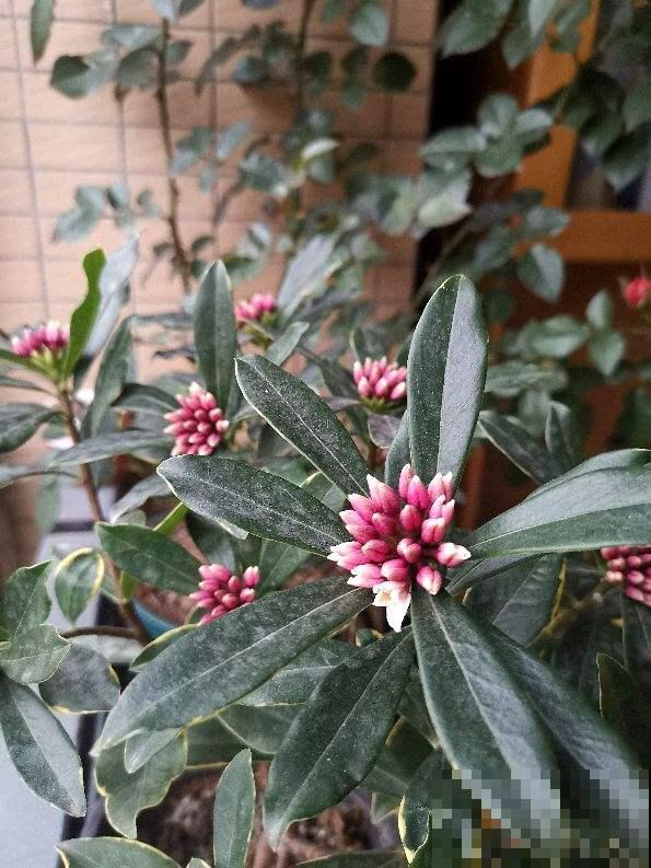 年宵花虽然好看,但年年养不活,只因养护方法不对 年宵花虽然好看,但年年养不活,只因养护方法不对