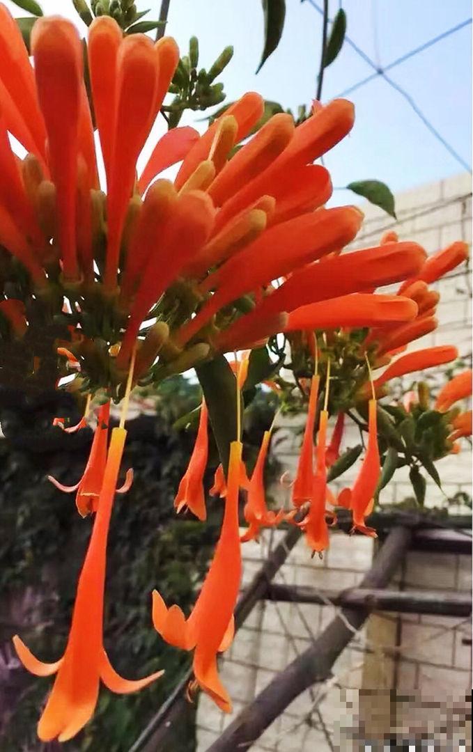 冬天家门口的炮仗花，满屋墙上红红火火，还有招财好兆头