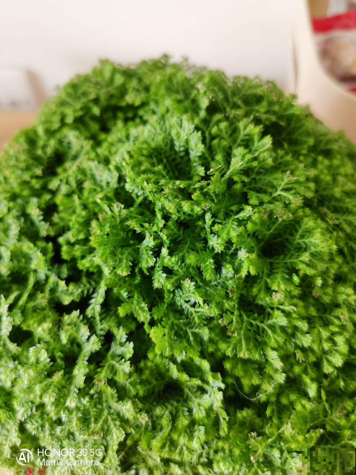 绿地球软萌可爱又耐阴，办公室养一盆，释放压力还能缓解眼部疲劳