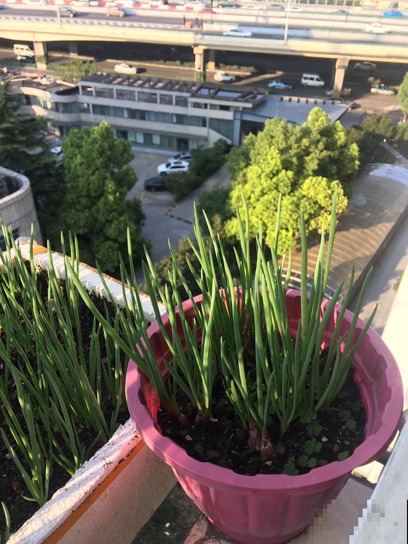 4种蔬菜种家里，足不出户也能养活一家，冬天管够