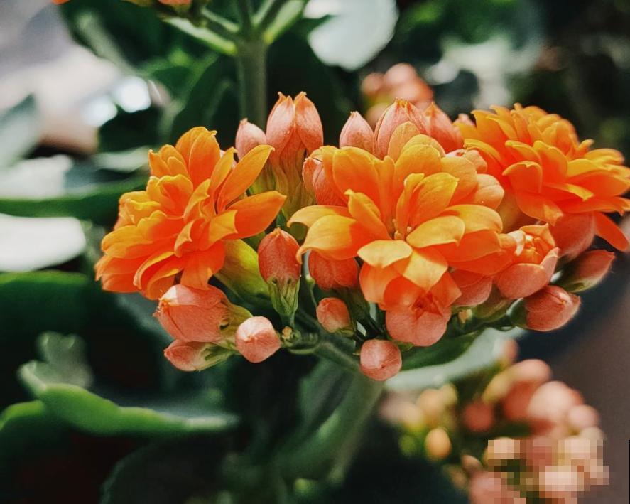 喜欢住“小盆”的3种花,冬季干养穷养才行,叶子油亮花开爆 喜欢住“小盆”的3种花,冬季干养穷养才行,叶子油亮花开爆