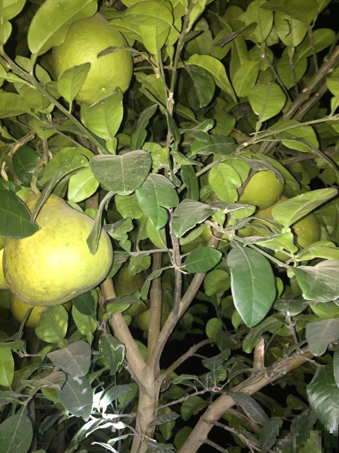 10种花有果香味，香味清新宜人，还有杀菌效果