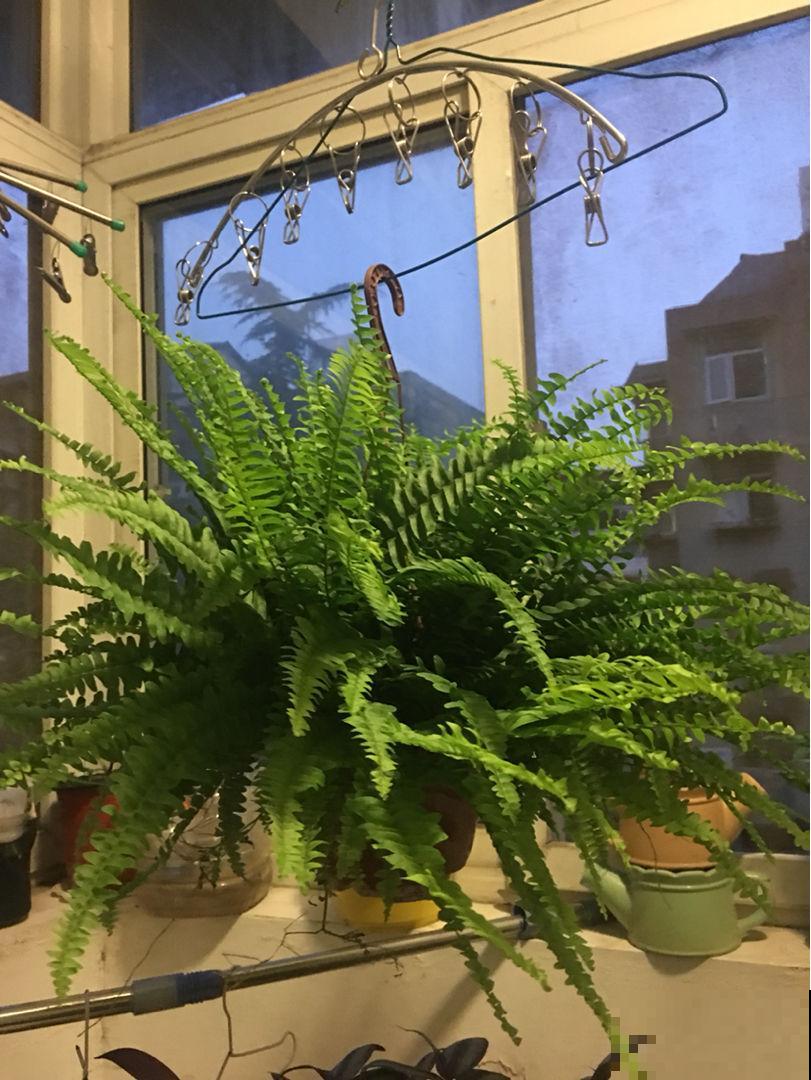 让卫生间也变小花园的方法，关键在这3种花，还有净化空气效果