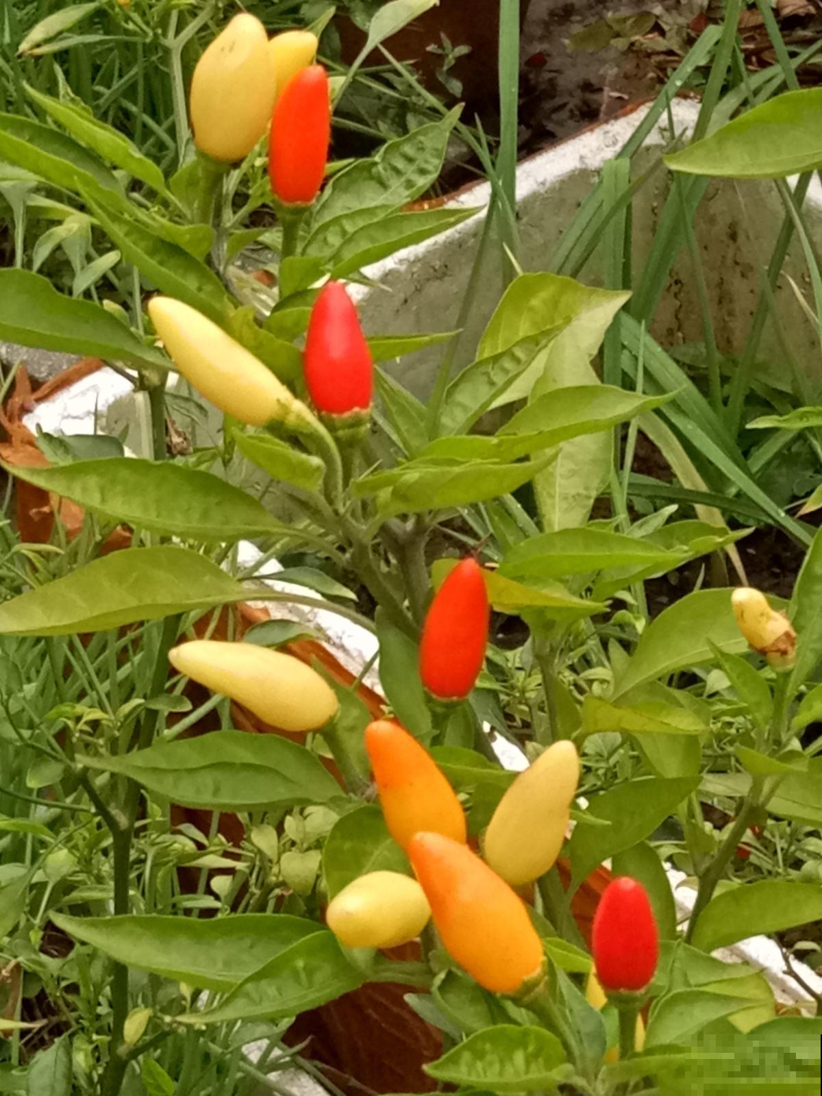 立春以后,养盆五颜六色的“小零食”花,不光好看还能吃 立春以后,养盆五颜六色的“小零食”花,不光好看还能吃