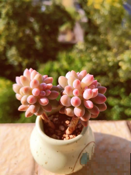 4种多肉圆嘟嘟，总是分不清，小细节带你一秒辨别