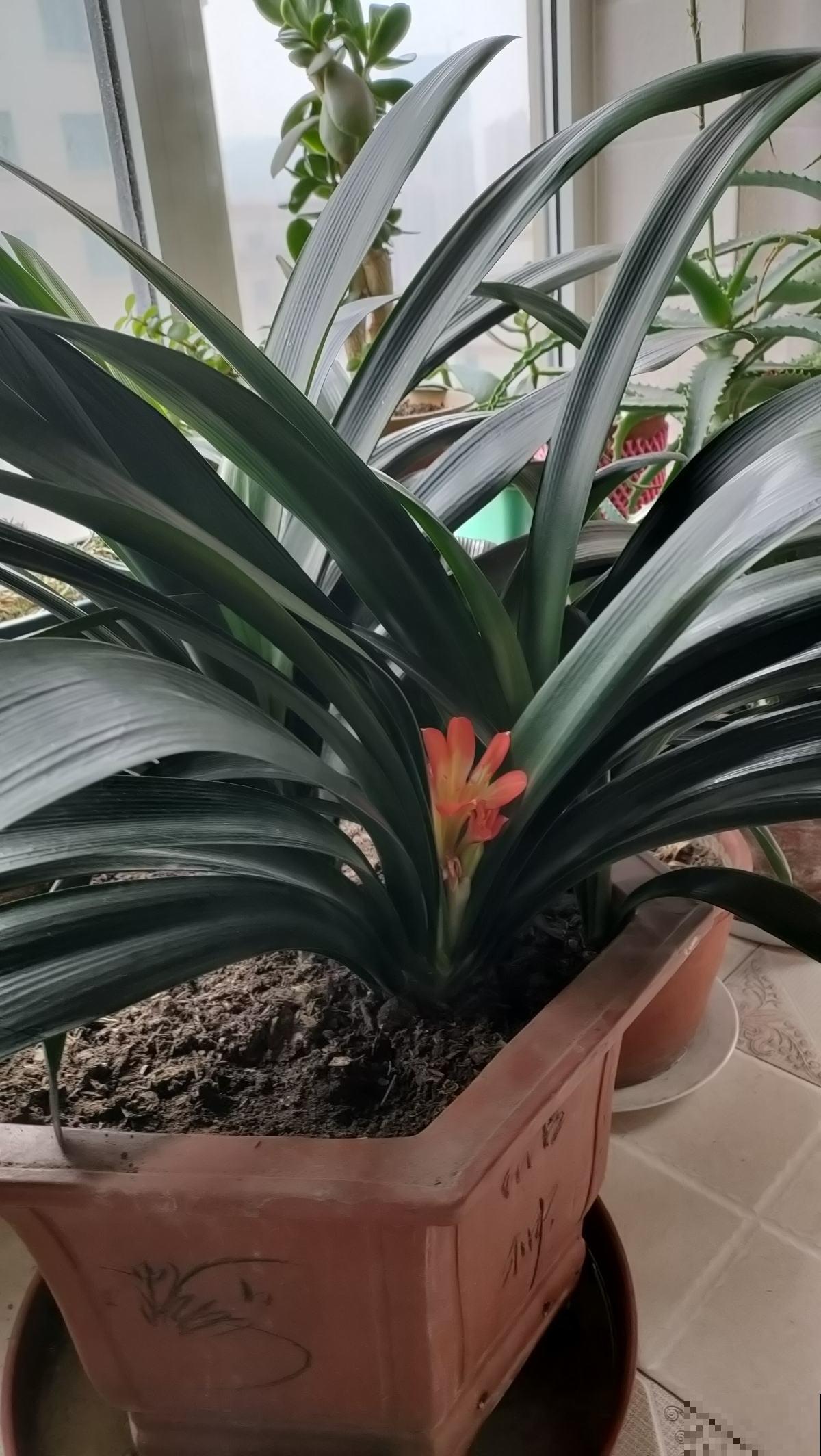 1分钟学会养君子兰，叶子又多又肥厚，远离黄叶烦恼