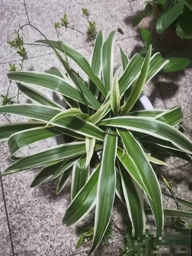 6种“漂亮花”爆崽能力超强，一年能分株多盆，长得家里装不下