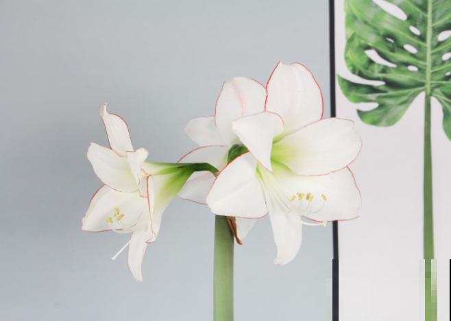 朱顶红种球变小，不要着急扔掉，学会这4步来年还能再开花