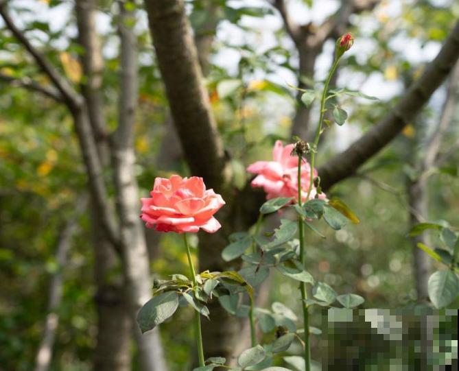 月季闷根后,4个处理小技巧,处理及时还能救 月季闷根后,4个处理小技巧,处理及时还能救