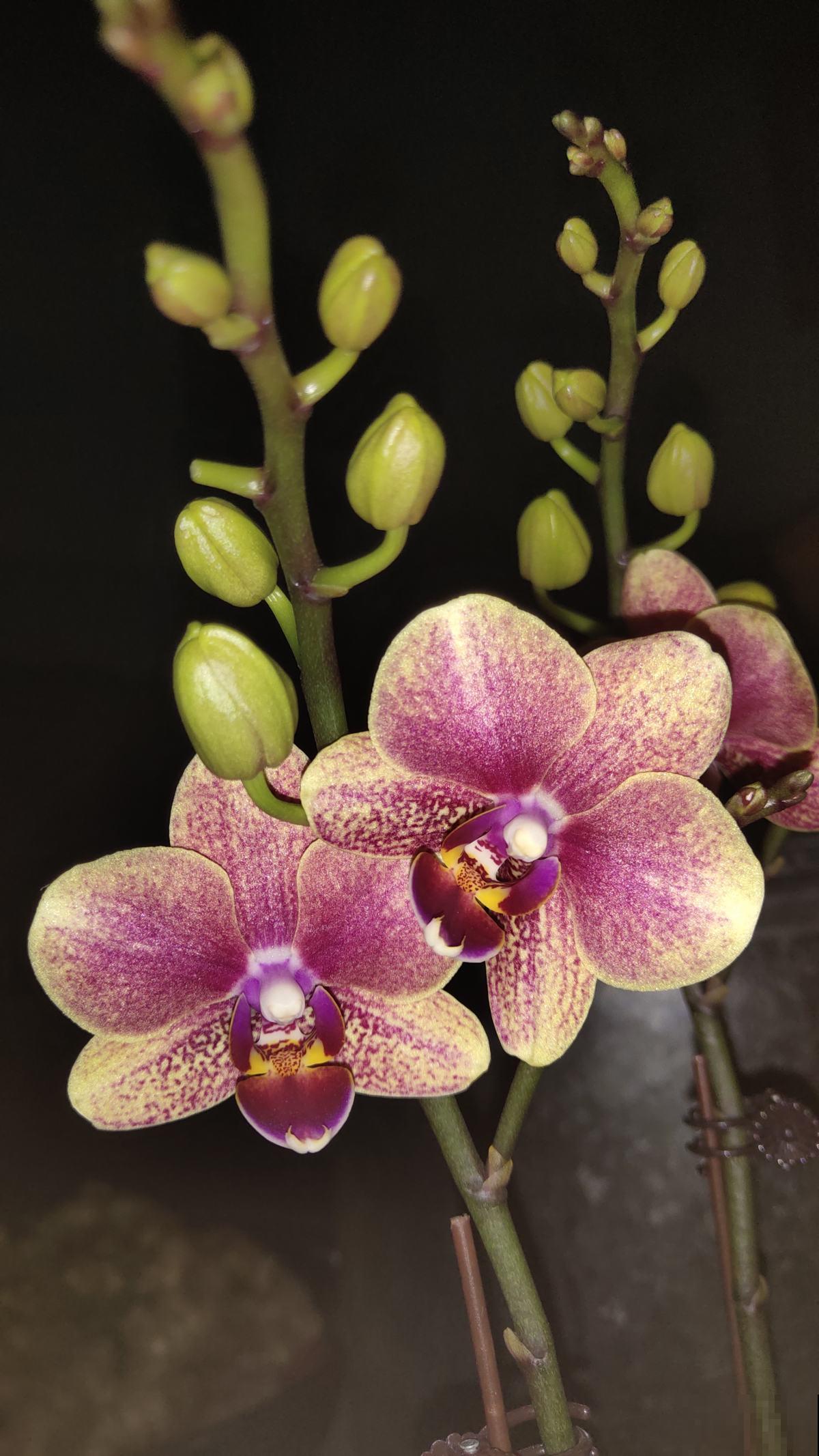 一盆蝴蝶兰，“超长待机”3个月，植物界的艺术品