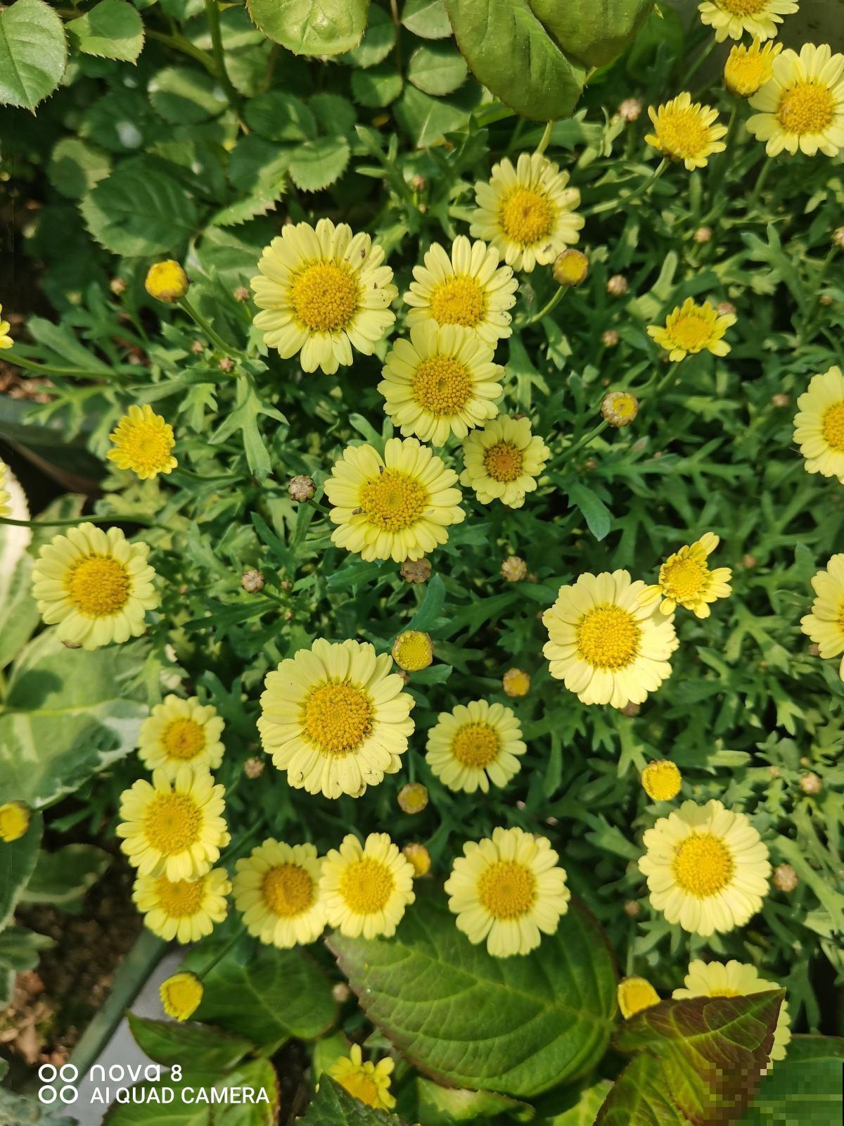 买回家的花总掉花苞,原因出在4个地方,赶紧改正还能开花 买回家的花总掉花苞,原因出在4个地方,赶紧改正还能开花