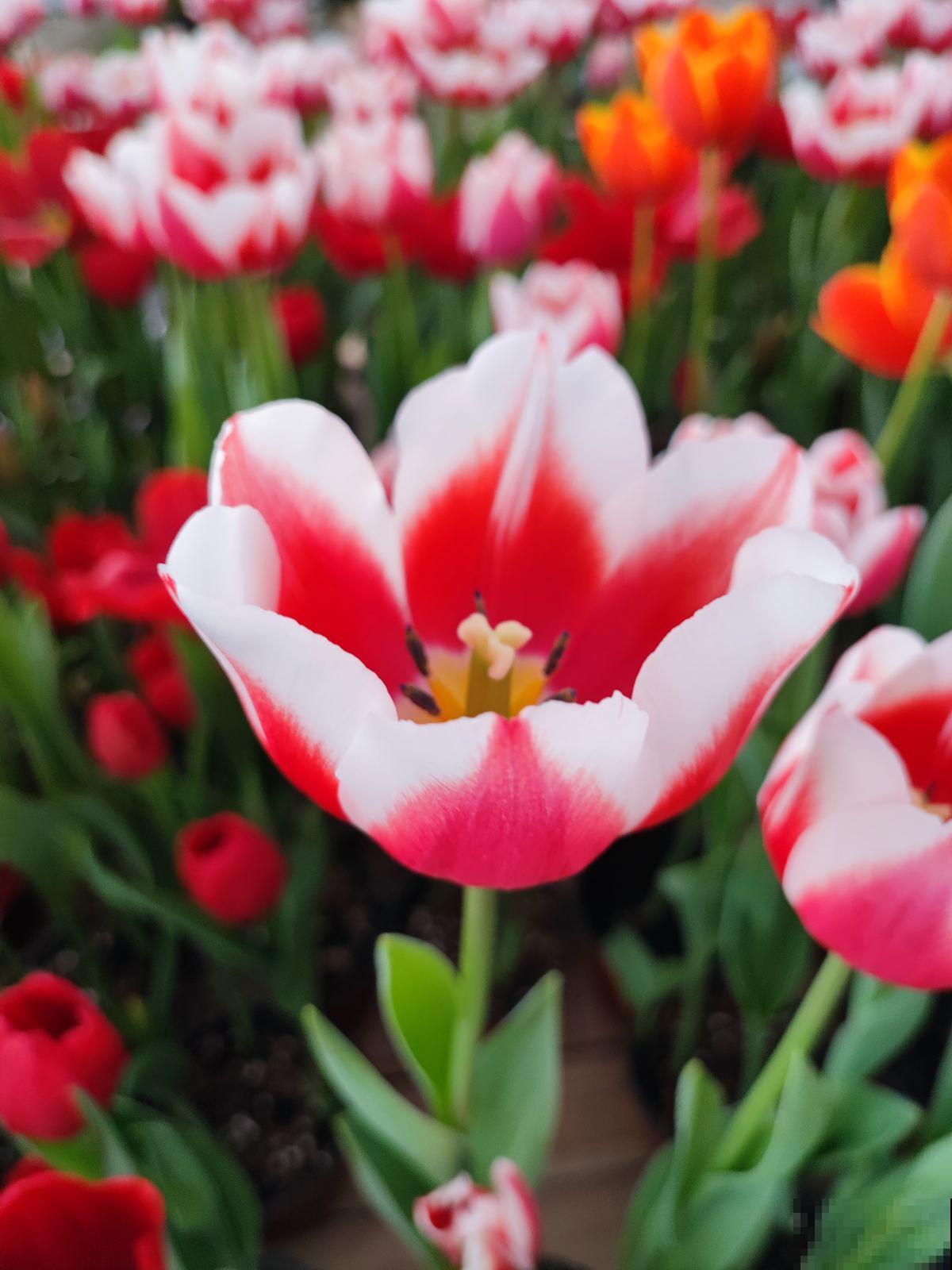 4种花太美丽，亲戚来拜年还以为是假花，忍不住上手摸