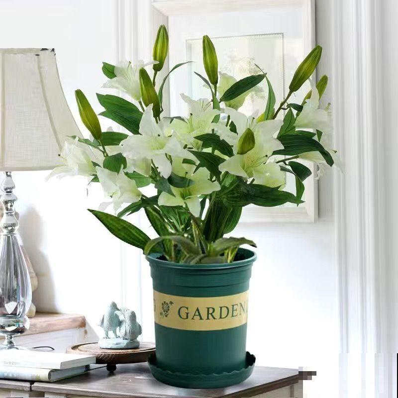 一个“蒜头”种土里，一个月长出“壮笋芽”，开花满屋子香味