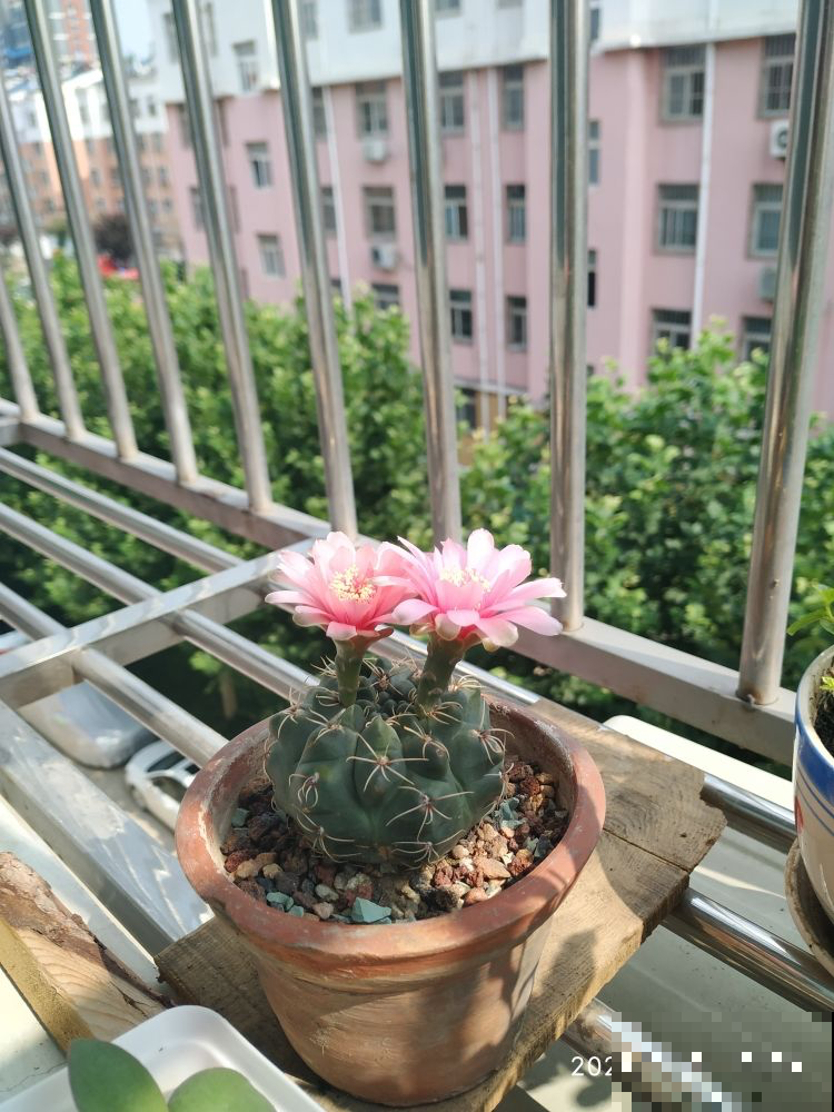 能爆花的3种多肉,花多又漂亮,新手也能养 能爆花的3种多肉,花多又漂亮,新手也能养