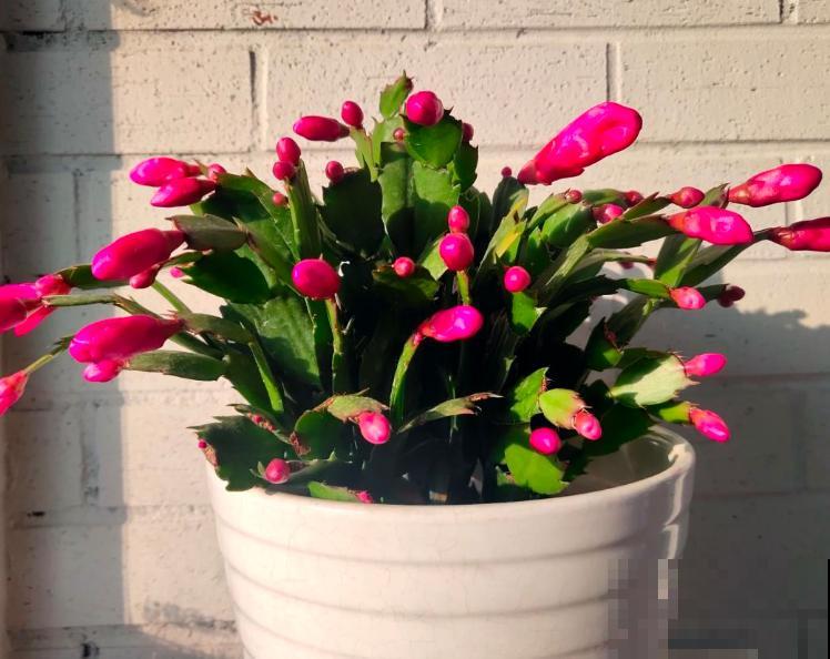 植物又细又长，八成是徒长，狠心剪掉才能呼呼长芽