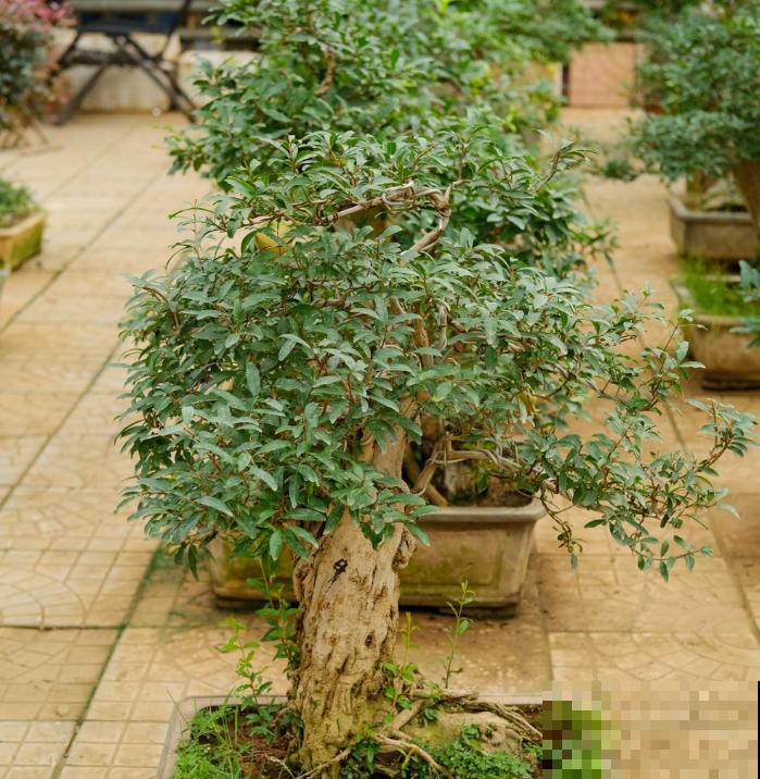 石榴树养成“小矮子”,价格翻一番,邻居出5万也不卖 石榴树养成“小矮子”,价格翻一番,邻居出5万也不卖