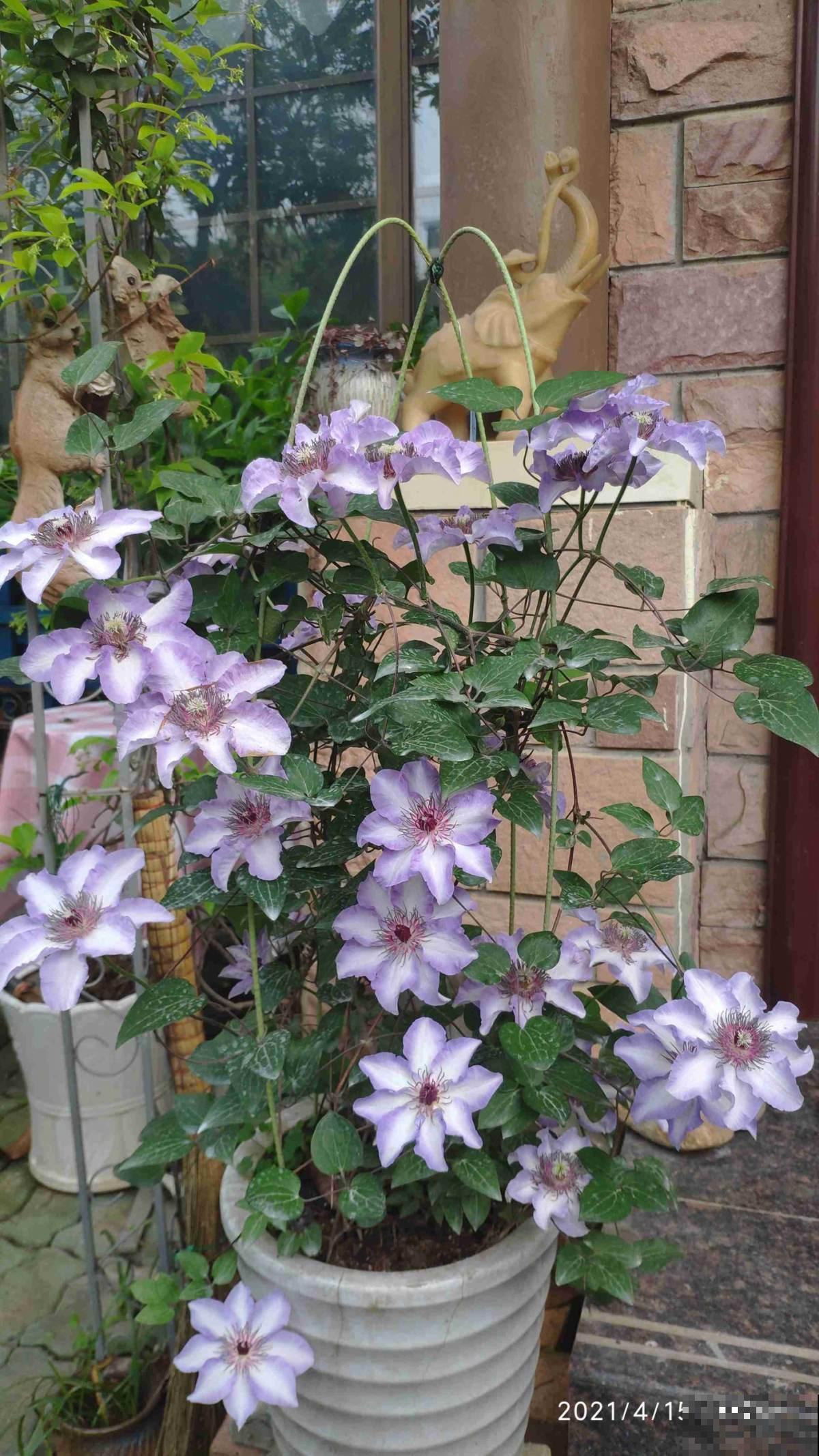 春天来了，推荐6种适合阳台养的盆栽花，开花爆盆花期长