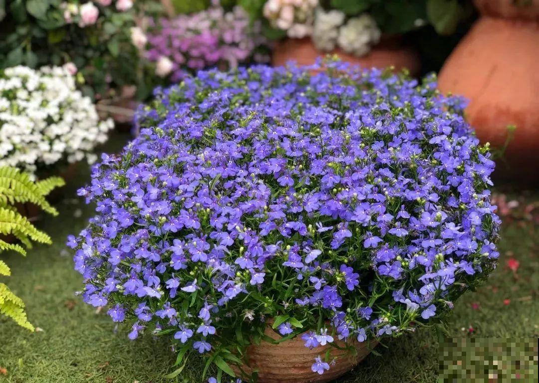 小阳台的爆花机器，1棵爆出一大盆，窗台、晾衣杆都挂满