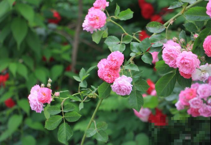 1种花剪个枝条插土里，半年长成大花墙，太震撼