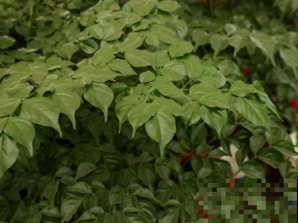 幸福树生介壳虫,不要担心,这4种方法轻松解决 幸福树生介壳虫,不要担心,这4种方法轻松解决