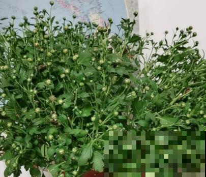 千头菊养殖,要想打顶,要在这2个时间段进行 千头菊养殖,要想打顶,要在这2个时间段进行