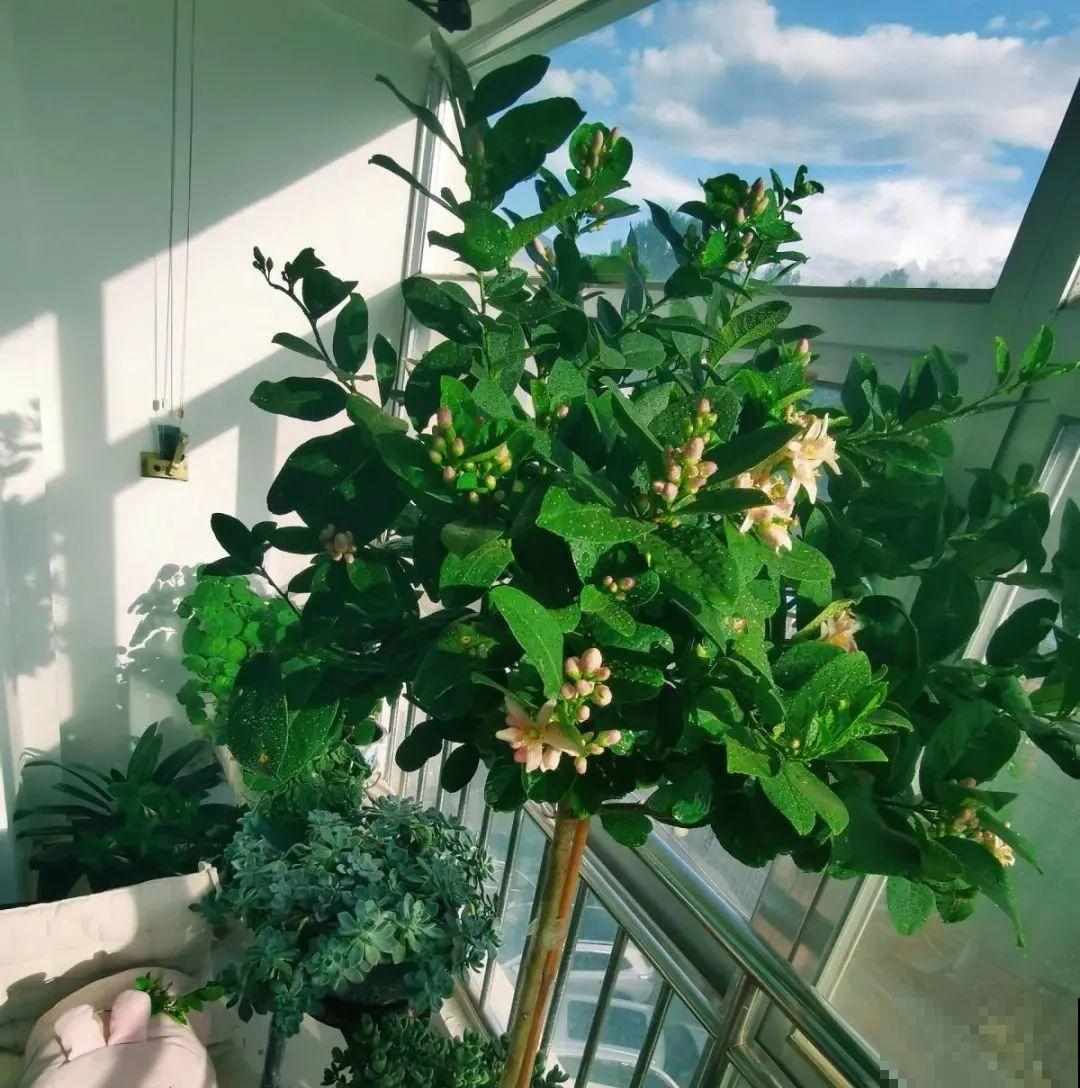 客厅养花别乱摆，选对位置，财运滚滚来！