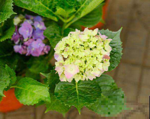 绣球花秋天修剪,记住这2点,来年开花更好 绣球花秋天修剪,记住这2点,来年开花更好