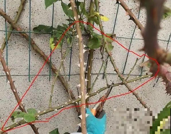 花园三剑客也要换盆,越冷长得越旺,明年呼呼开花 花园三剑客也要换盆,越冷长得越旺,明年呼呼开花