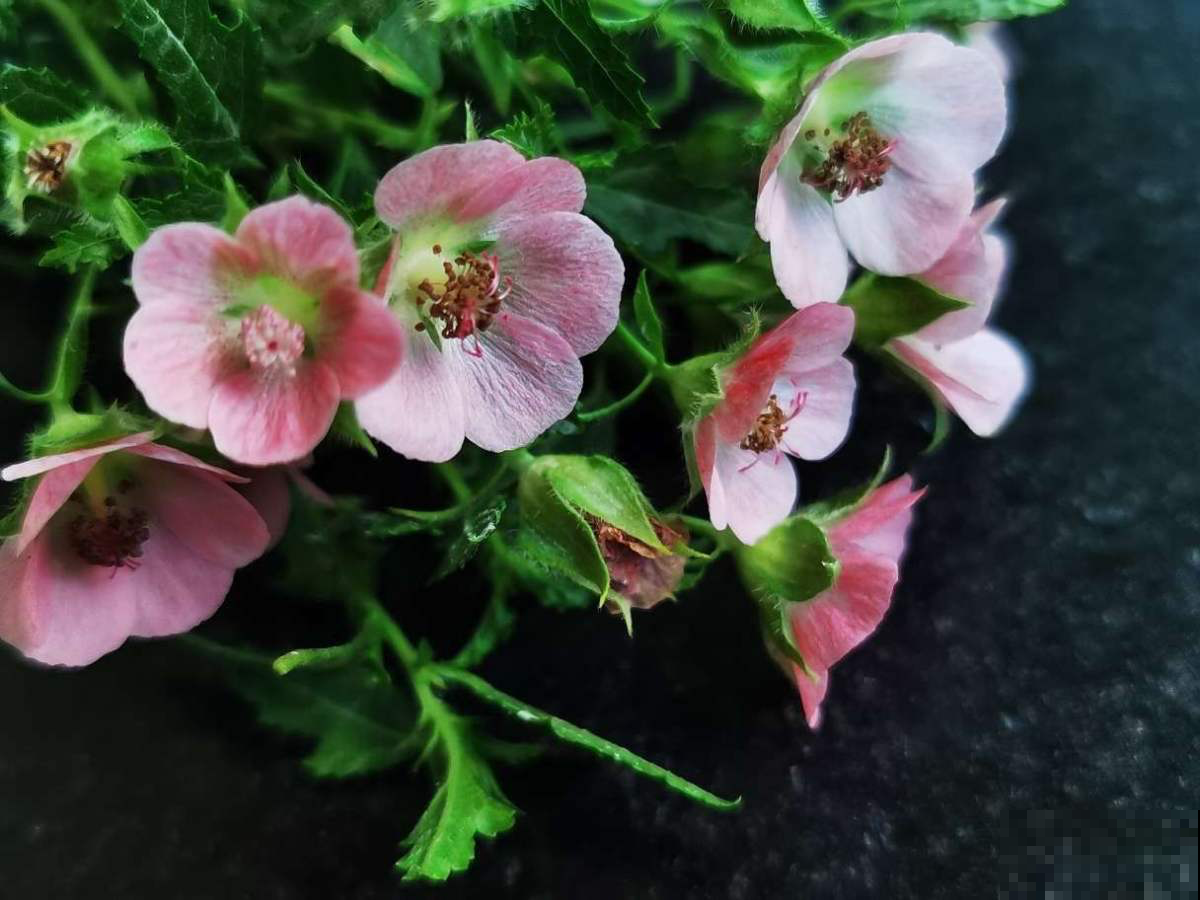 越狠心剪长越旺的小木槿，春天爆开上千朵花，院子变花海