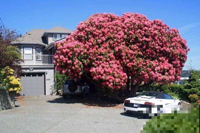 惊艳全球的8棵树,最老一棵上千年,美得无法言说 惊艳全球的8棵树,最老一棵上千年,美得无法言说