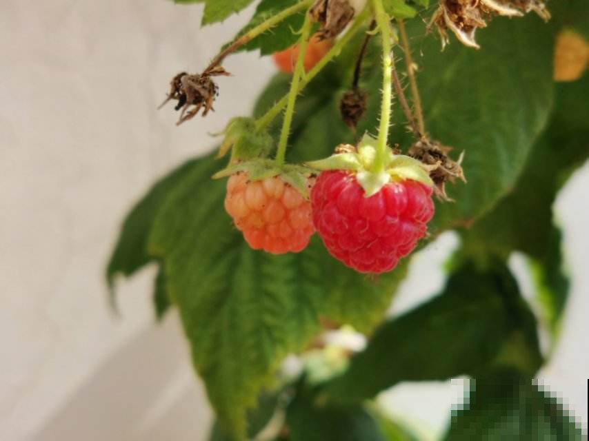 阳台也能结果的果树，春天养一棵，果子挂满枝头，吃到爽