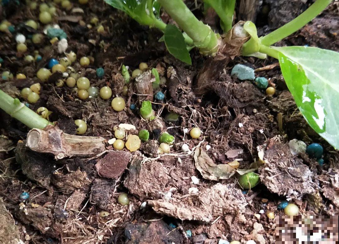 花园三剑客也要换盆,越冷长得越旺,明年呼呼开花 花园三剑客也要换盆,越冷长得越旺,明年呼呼开花