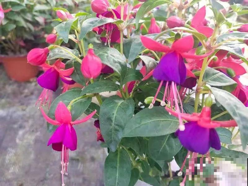 1种花春天开挂了，满盆都是小灯笼，吊起来养美翻天