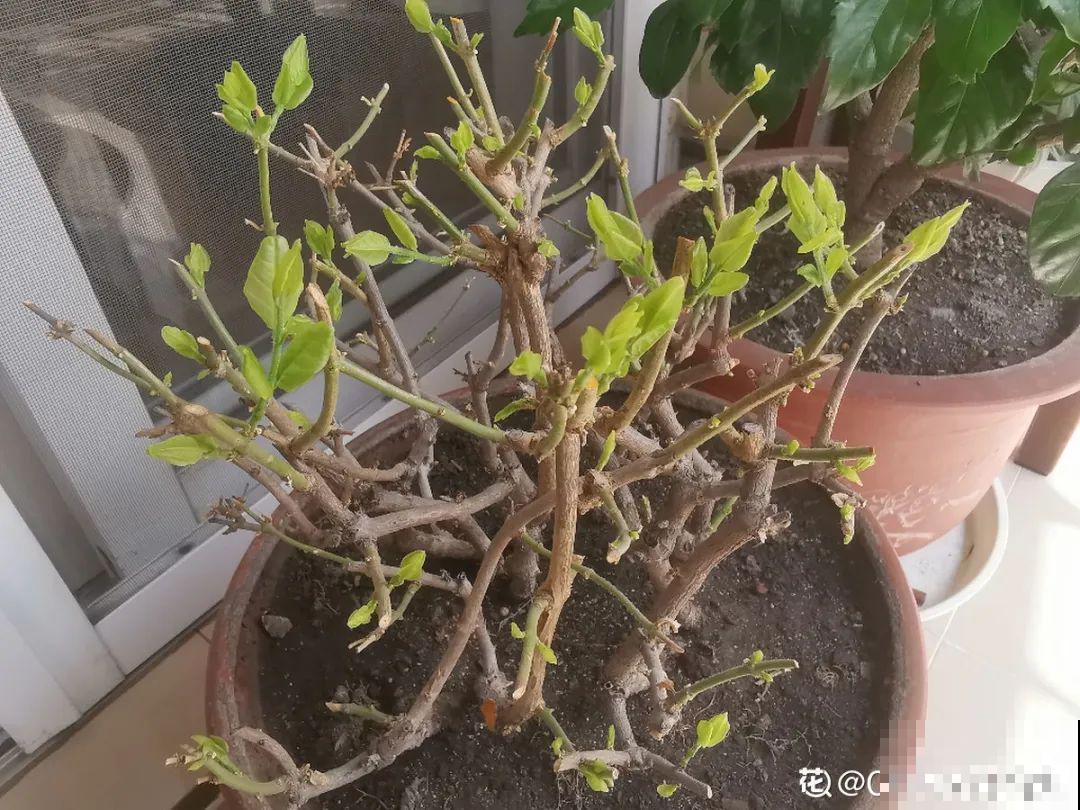 3个症状，说明花缺肥了，赶快补上，下个月大爆花