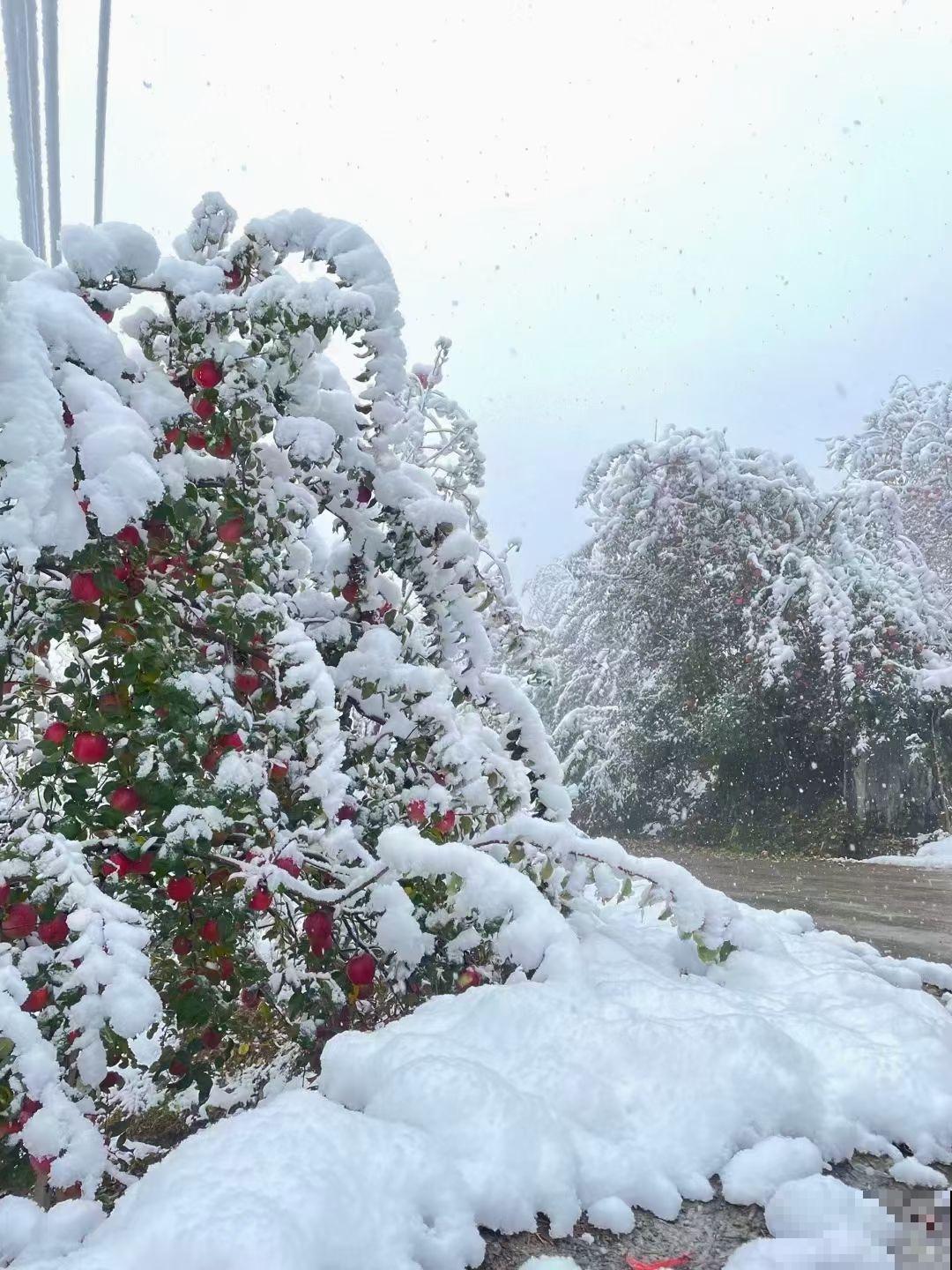 下雪天,露养植物会结冰,及时处理才能安全越冬 下雪天,露养植物会结冰,及时处理才能安全越冬