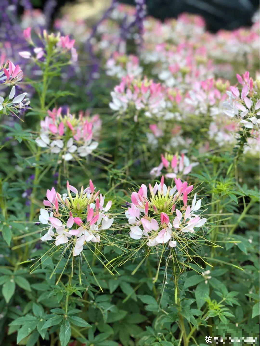 这9种“看家花”，70、80后难忘记，00后不认识！