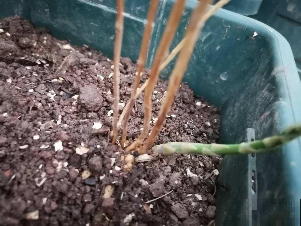 芦笋种1次，能吃十几年，比摇钱树还要划算