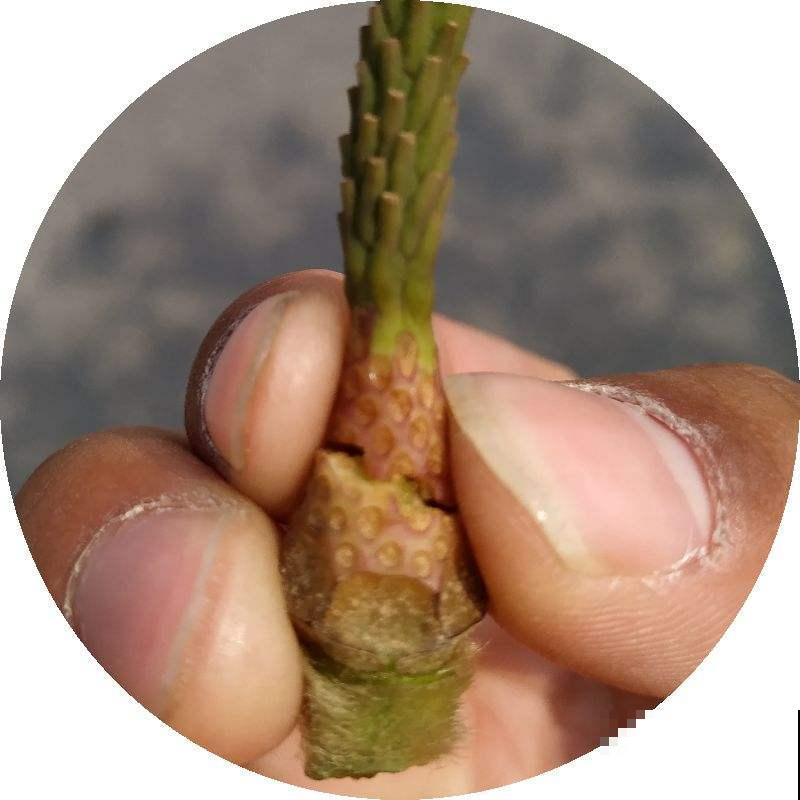 芦笋种1次，能吃十几年，比摇钱树还要划算