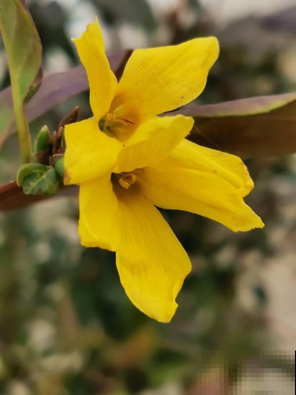 30种春天的路边花，都很常见，却很少知道叫什么