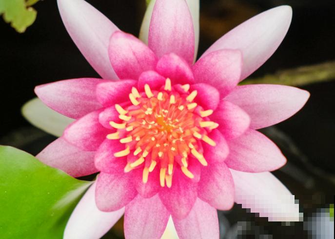 收到的睡莲切花，注意这4步，轻松开花