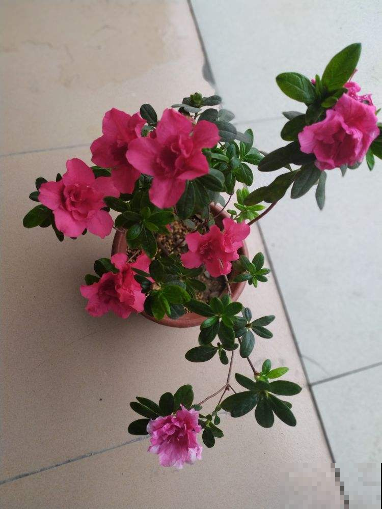 扦插总黑杆,4个方法秒变扦插“金手指”,插多少活多少 扦插总黑杆,4个方法秒变扦插“金手指”,插多少活多少