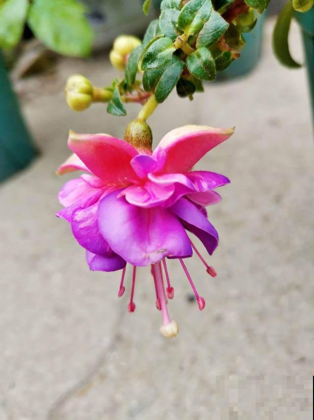 5种花，春天别在花市买，小心有诈