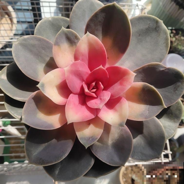 3种买花骗局,网上买花最常见,进来看不吃亏 3种买花骗局,网上买花最常见,进来看不吃亏