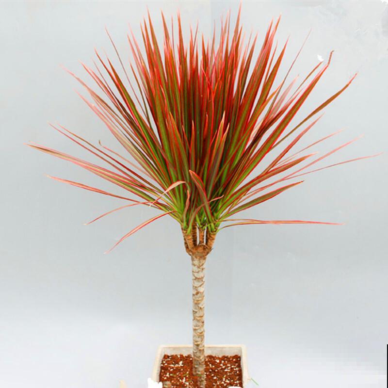 1种树被称作“七彩树”，耐阴颜值高，越养越上瘾