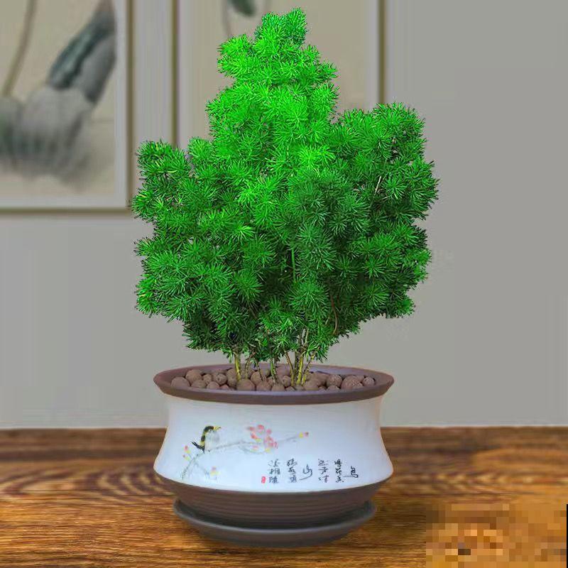 蓬莱松叶子发黄，可能和这4点有关，处理好长势绿油油