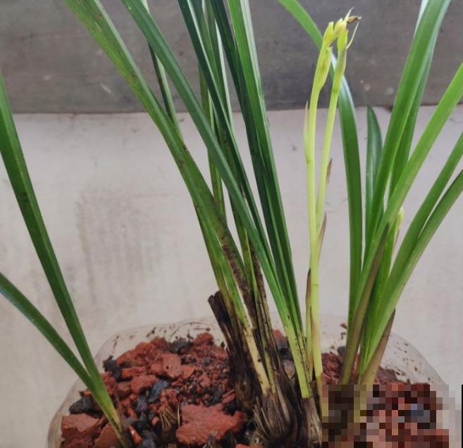 兰花养了十年,突然长了虫,全军覆没真心疼 兰花养了十年,突然长了虫,全军覆没真心疼