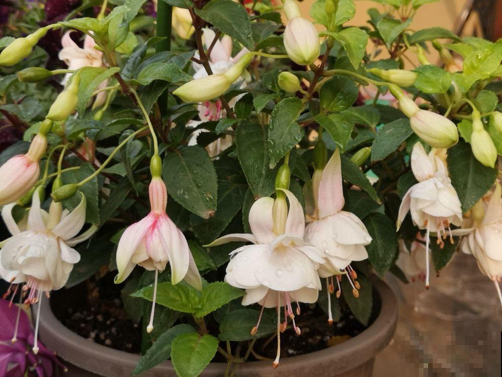 5种花，春天别在花市买，小心有诈