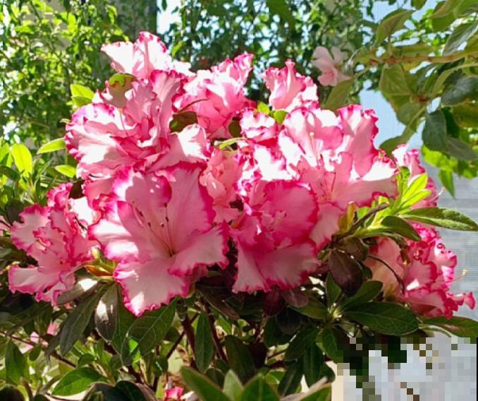 1种“人间富贵花”，养家里姿色万千，越养越“富贵”